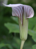 Arisaema candidissimum