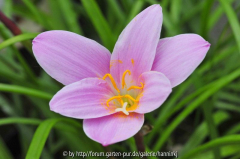 Lloydia yunnanensis 2009