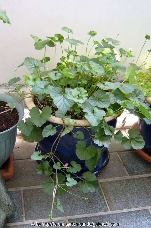 Pelargonium grossulariodes