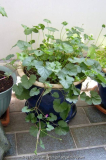 Pelargonium grossulariodes
