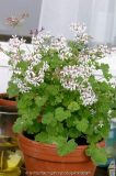 Pelargonium fragans 