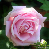 B09 c.f. meyer