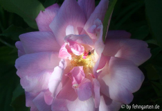 B09 old blush