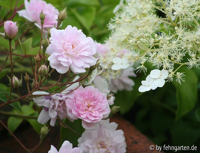 B09 pauls himalayan musk