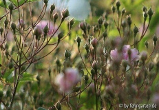 B09 PHM knospen