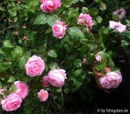 B09 constance spry