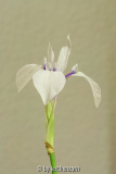 ?Schwertlilie (Iris cf. laevigata)?