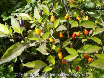 Früchte von Bolivian Rainbow