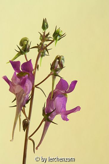 Vogelträger (Linaria triornithophora)