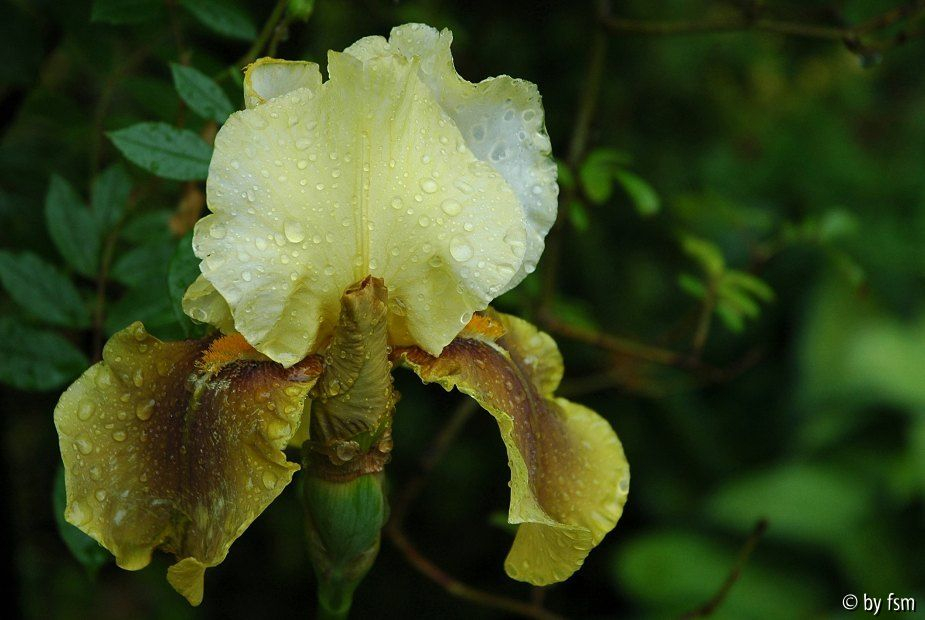 Iris Bayberry Candle 1 06-06-2009