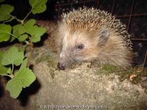 Frau Igel