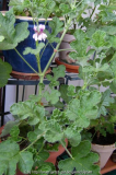 Pelargonium panduraeforme