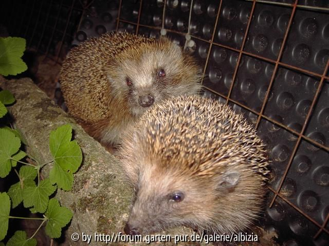 Igel 2
