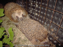 Igel 3