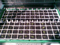 Salat_Aussaat_31-05-09.JPG