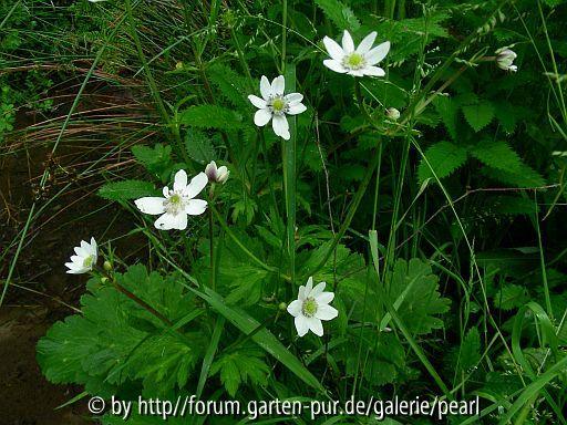 Anemone am Bach