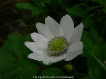 eine Anemone am Bach