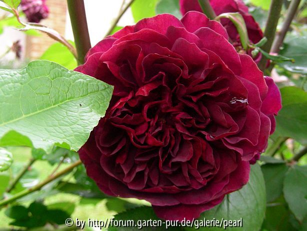 Mein Rosentraum mit Blatt