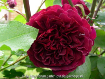 Mein Rosentraum mit Blatt
