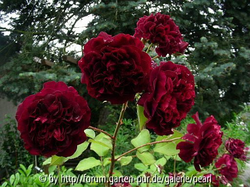 Mein Rosentraum 2