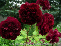 Mein Rosentraum 1