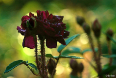 Rosa NdY 1 07-06-2009