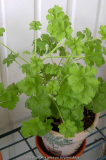Pelargonium quercifollium 