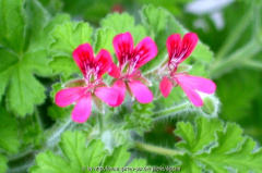 Pelargonium quercifollium 