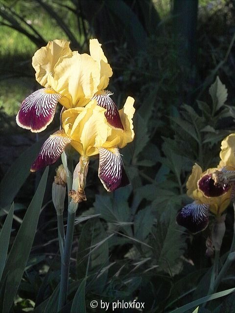 Historische unbekannte Variegata