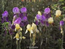 Xyphos + flavescens