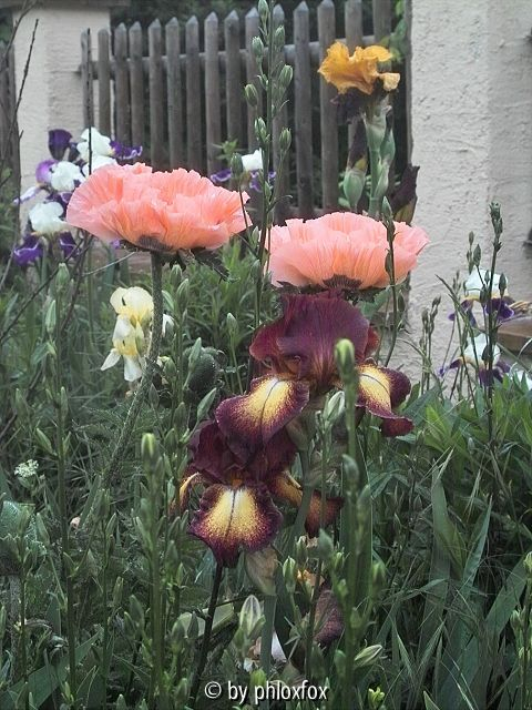 Provencal