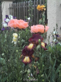 Provencal