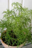 Pelargonium denticulatum filicifolium