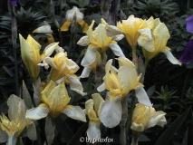 Flavescens