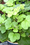 Pelargonium papilionaceum 1 ??