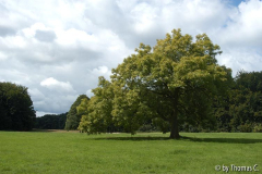 Esche und Jahreszeiten 2 - Sommer
