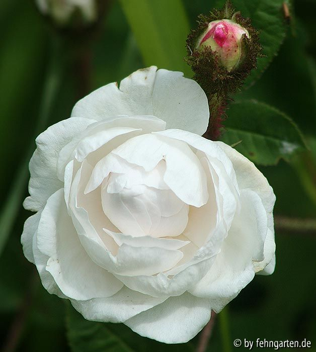 B09 blanche moreau
