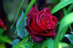 Rosa Louis XIV 1 07-06-2009
