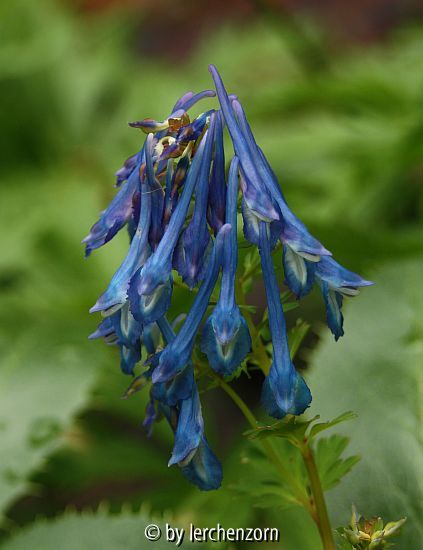 Hoher Lerchensporn (Corydalis omeieana (C. elata hort.))