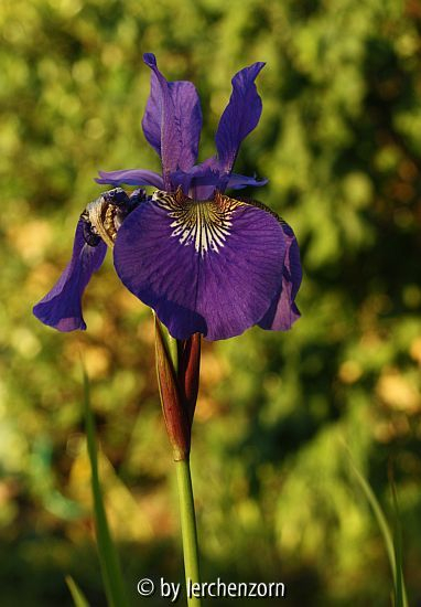 Wiesenschwertlilie (Iris sibirica)