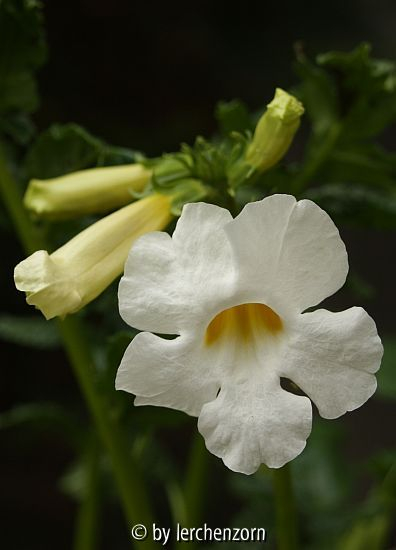 Weiße Freiland-Gloxinie (Incarvillea delavyi 