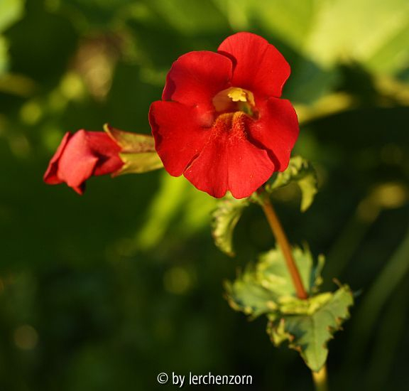 Rote Gauklerblume 