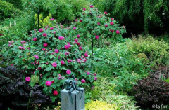 Rosa Rose de Resht 1 06-06-2009