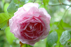 Rosa Constance Spry 1 06-06-2009