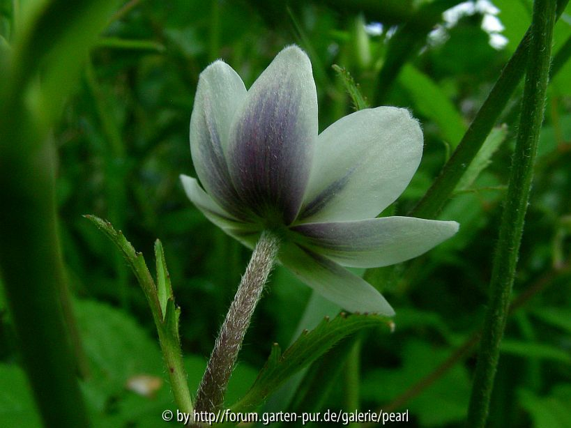 Anemone leveillei 3
