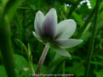 Anemone leveillei 3
