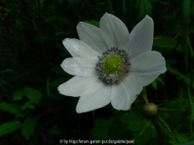 Anemone leveillei 1