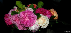 Rosenstrauss 4 06-06-2009