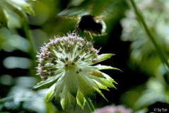 Astrantia 1 07-06-2009