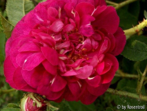 Rosa gallica officinalis